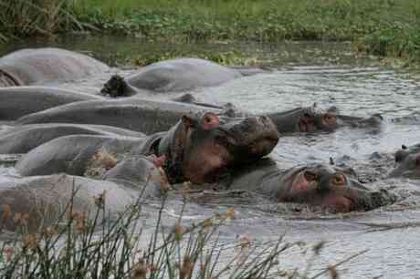Tanzanian Safari